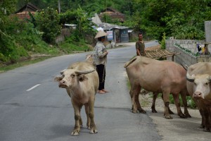 2015 Vietnam