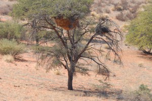 200701 Namibia 0085