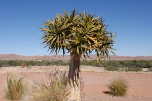 200701 Namibia 0478