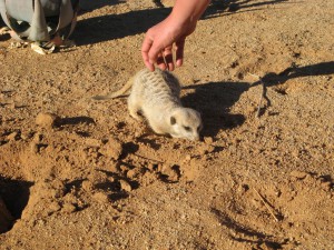 200701 Namibia 0803