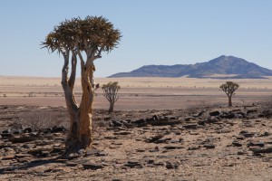 200701 Namibia 0889