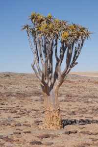 200701 Namibia 0896