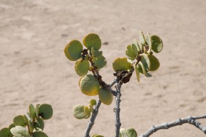 200701 Namibia 0929  