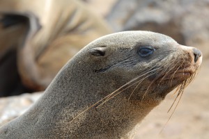 200701 Namibia 1113  