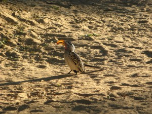 200701 Namibia 1208  