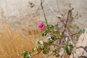 200701 Namibia 1253  