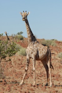 200701 Namibia 1454  