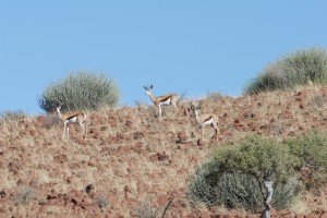 200701 Namibia 1490  