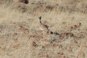 200701 Namibia 1521  