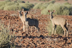 200701 Namibia 1572  