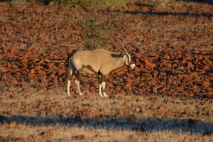 200701 Namibia 1585  