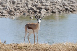 200701 Namibia 1671  