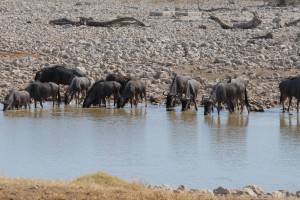 200701 Namibia 1679  