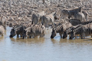 200701 Namibia 1725  