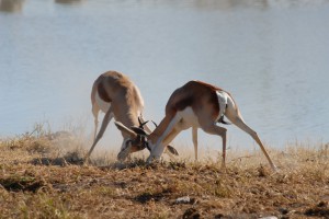 200701 Namibia 1782  