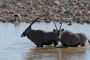 200701 Namibia 1857  