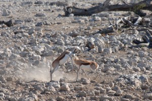 200701 Namibia 1889  