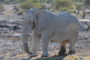 200701 Namibia 1906  