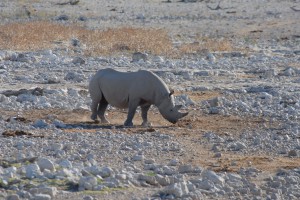 200701 Namibia 1916  