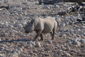 200701 Namibia 1924  