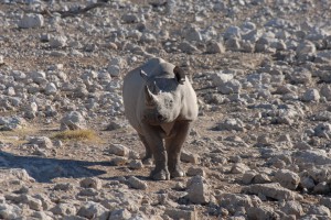 200701 Namibia 1928  