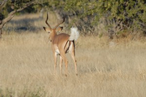 200701 Namibia 2023  