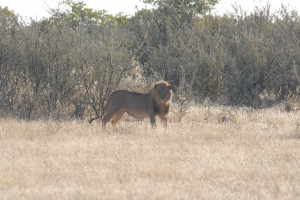 200701 Namibia 2035  