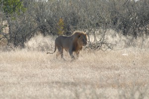 200701 Namibia 2043  