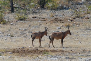 200701 Namibia 2135  