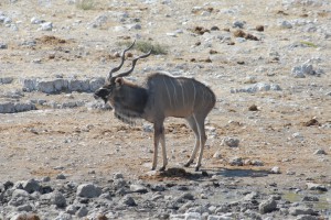 200701 Namibia 2157  