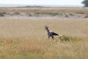 200701 Namibia 2183  