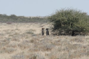 200701 Namibia 2219  