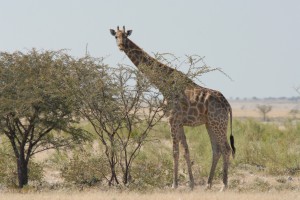 200701 Namibia 2239  