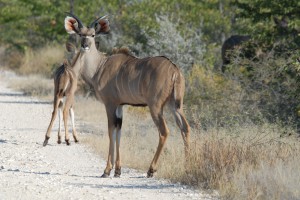 200701 Namibia 2357  