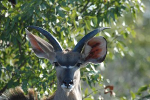 200701 Namibia 2359  