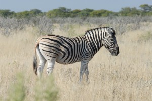 200701 Namibia 2364  