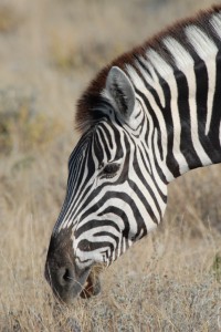 200701 Namibia 2378  