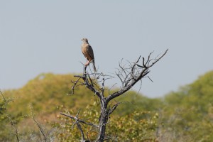 200701 Namibia 2444  