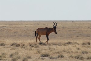 200701 Namibia 2449  