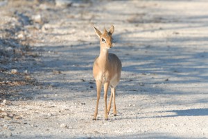 200701 Namibia 2609  