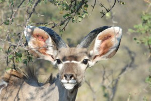 200701 Namibia 2617  