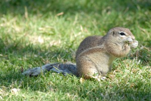 200701 Namibia 2763  