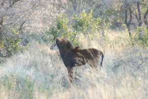 200701 Namibia 2806  