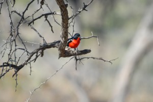 200701 Namibia 2857  