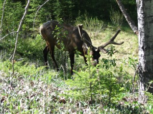 20090608094650 Kanada 0063