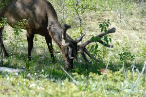 20090608094737 Kanada 1099