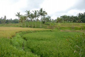 20120519111547 Bali 5577