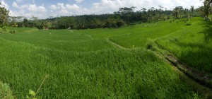 20120520110121 Bali 5657 p1