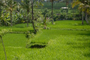 20120520110148 Bali 5672