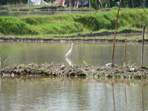 20120520114230 Bali 0450